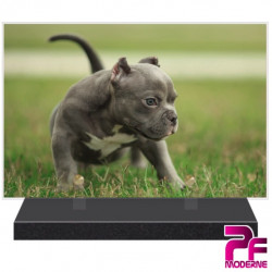 PLAQUE FUNÉRAIRE CHIEN STAFFORDSHIRE BULL TERRIER PFM4211