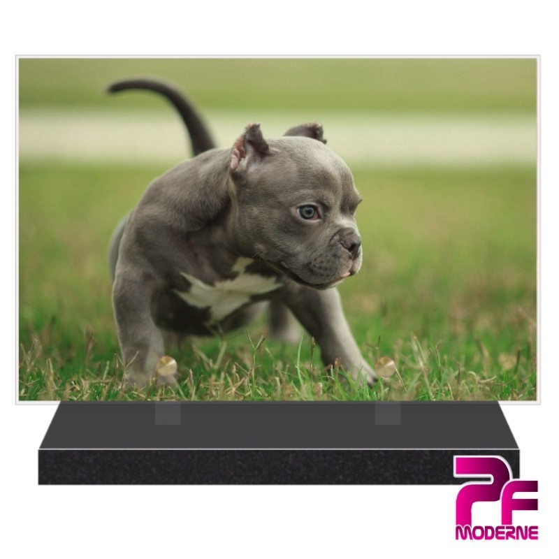 PLAQUE FUNÉRAIRE CHIEN STAFFORDSHIRE BULL TERRIER PFM4211