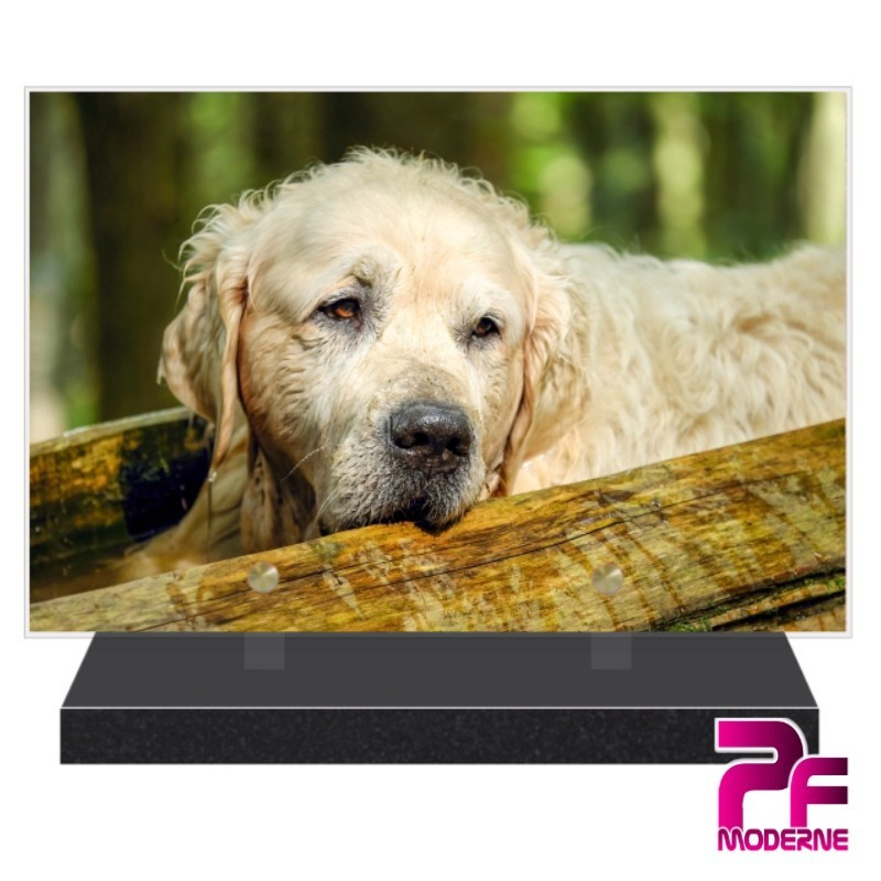 PLAQUE FUNÉRAIRE CHIEN GOLDEN RETRIEVER PFM4255