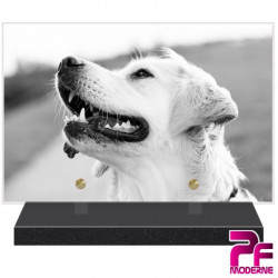 PLAQUE FUNÉRAIRE CHIEN GOLDEN RETRIEVER PFM4265