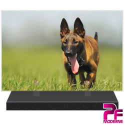 PLAQUE FUNÉRAIRE CHIEN MALINOIS PFM4286