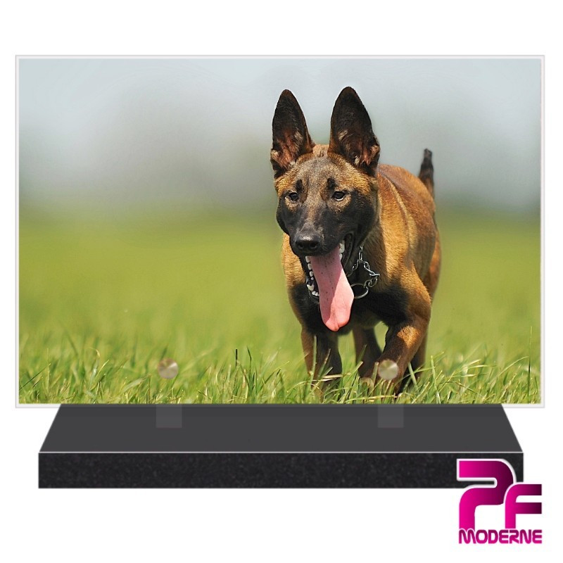 PLAQUE FUNÉRAIRE CHIEN MALINOIS PFM4286