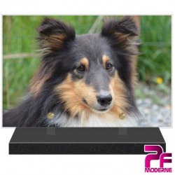 PLAQUE FUNÉRAIRE CHIEN BORDER COLLIE PFM4336