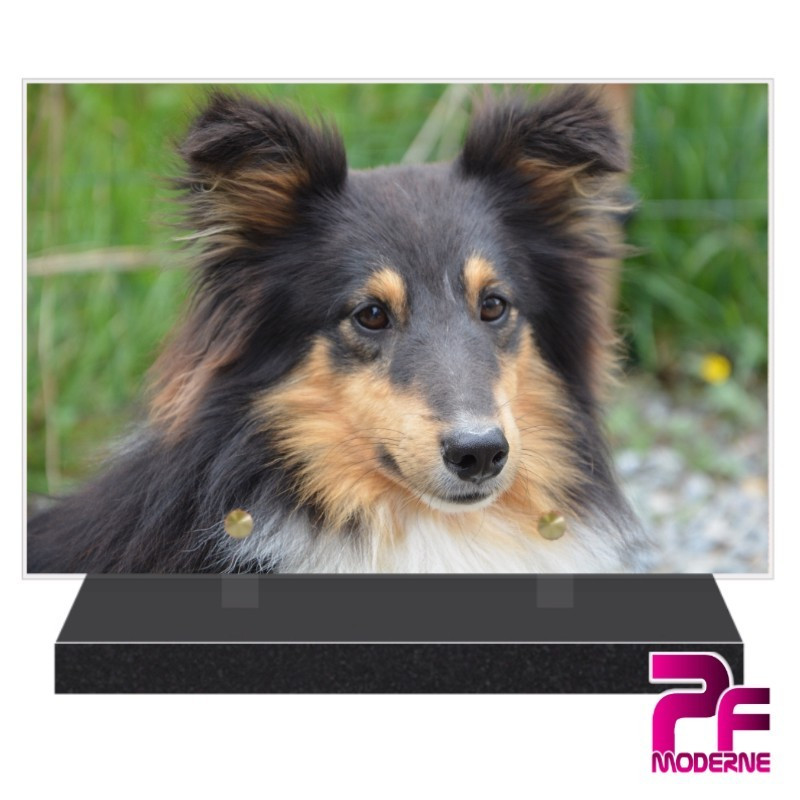 PLAQUE FUNÉRAIRE CHIEN BORDER COLLIE PFM4336